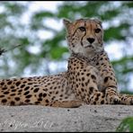 Gepard