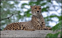 Gepard