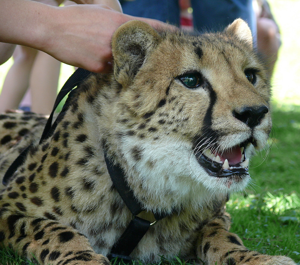 Gepard