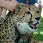 Gepard