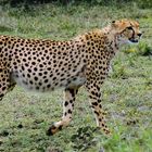 Gepard