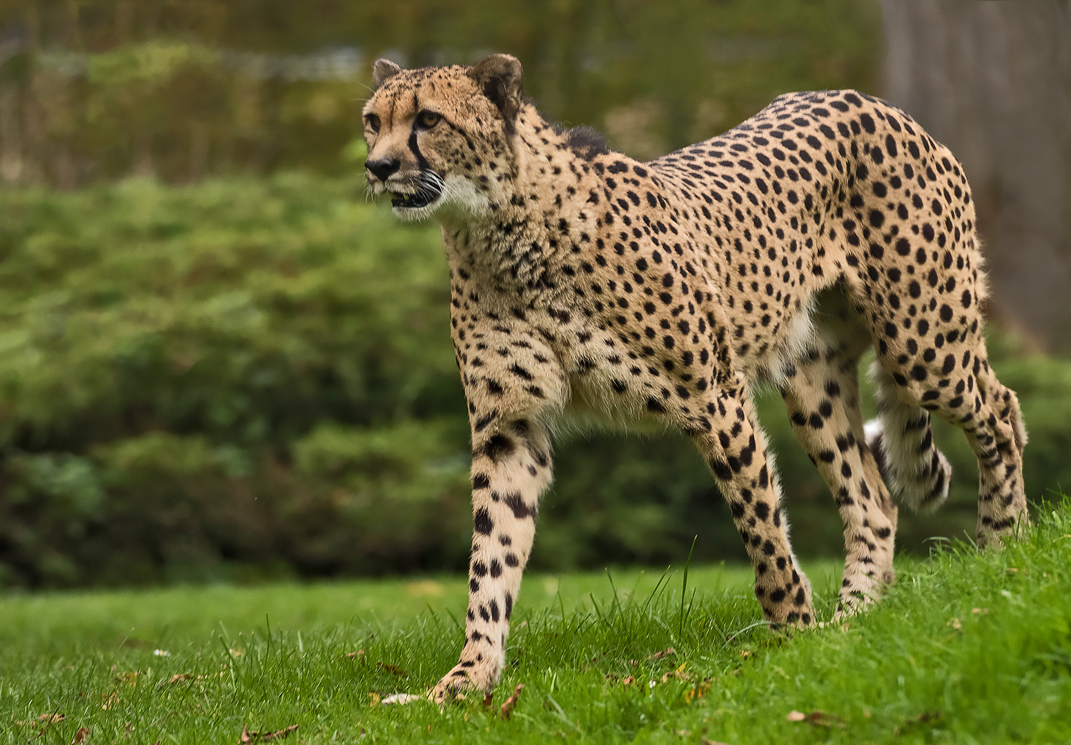 Gepard