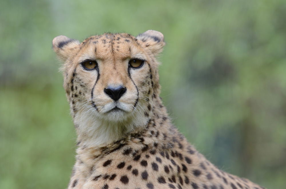 Gepard