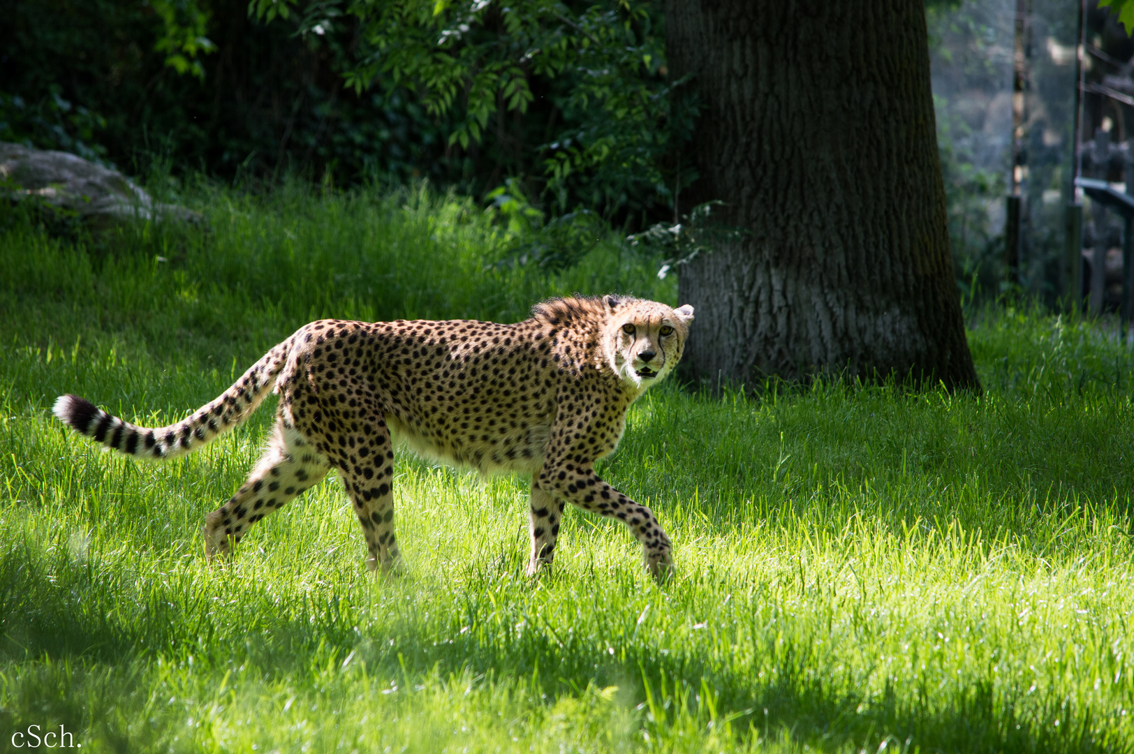 Gepard