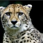 Gepard