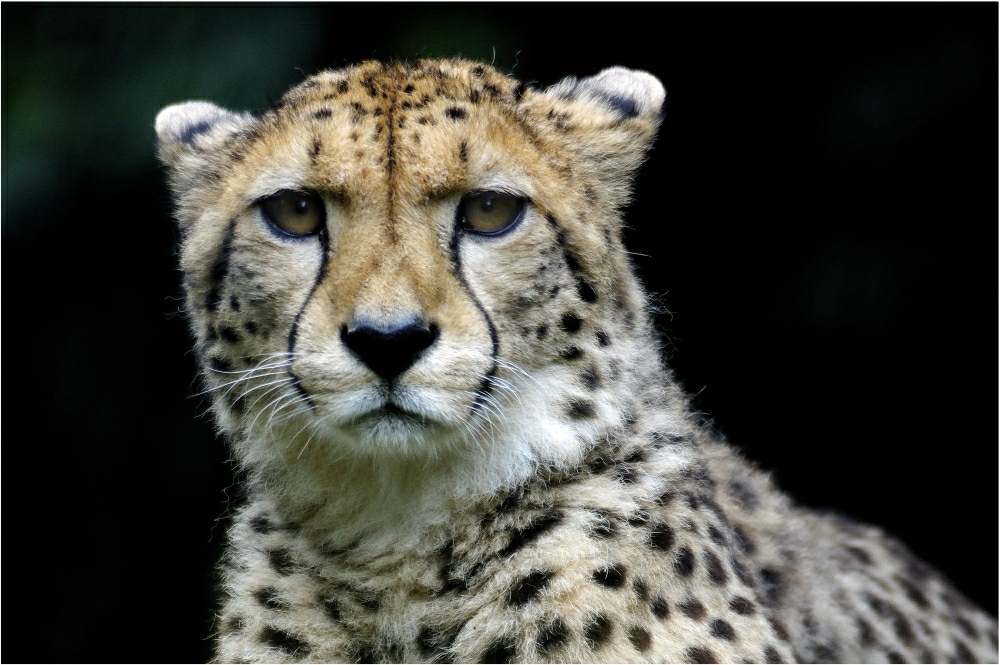 Gepard