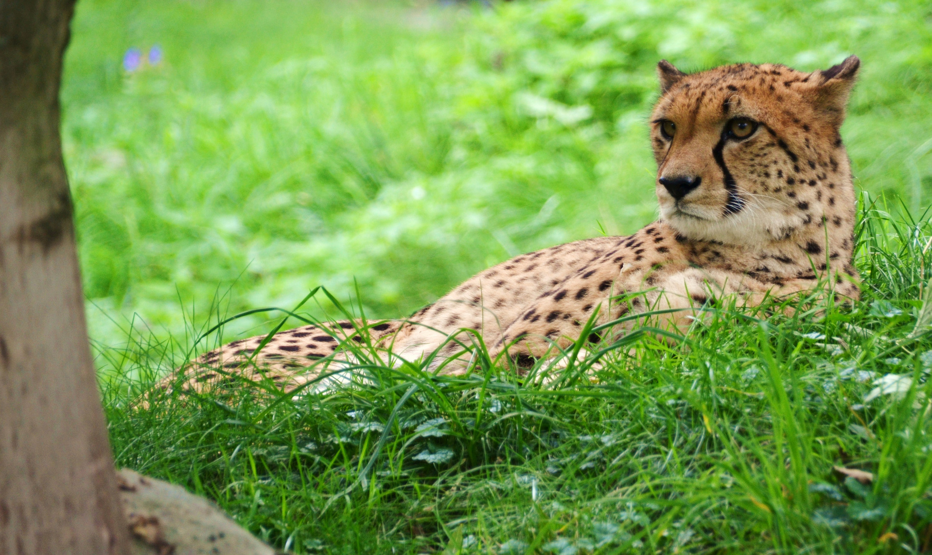 Gepard