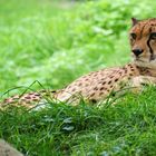 Gepard