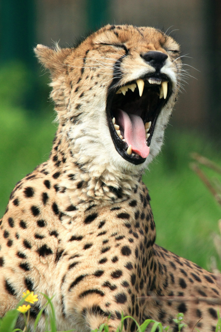 Gepard ....