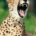 Gepard ....