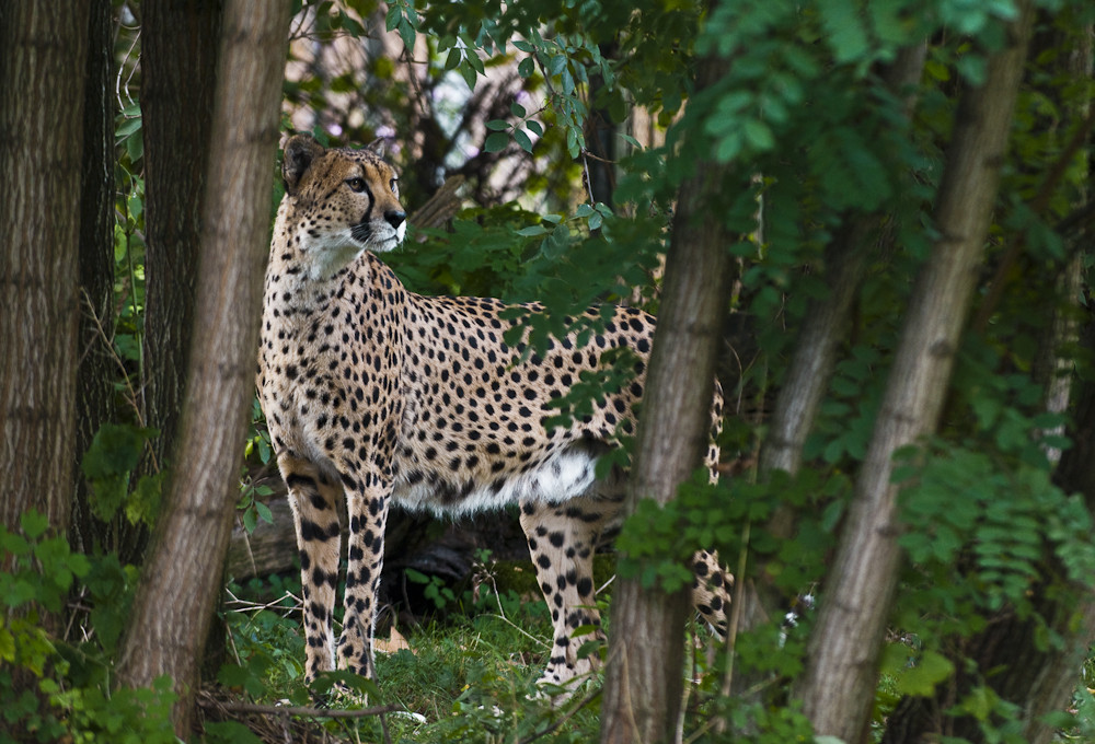 Gepard