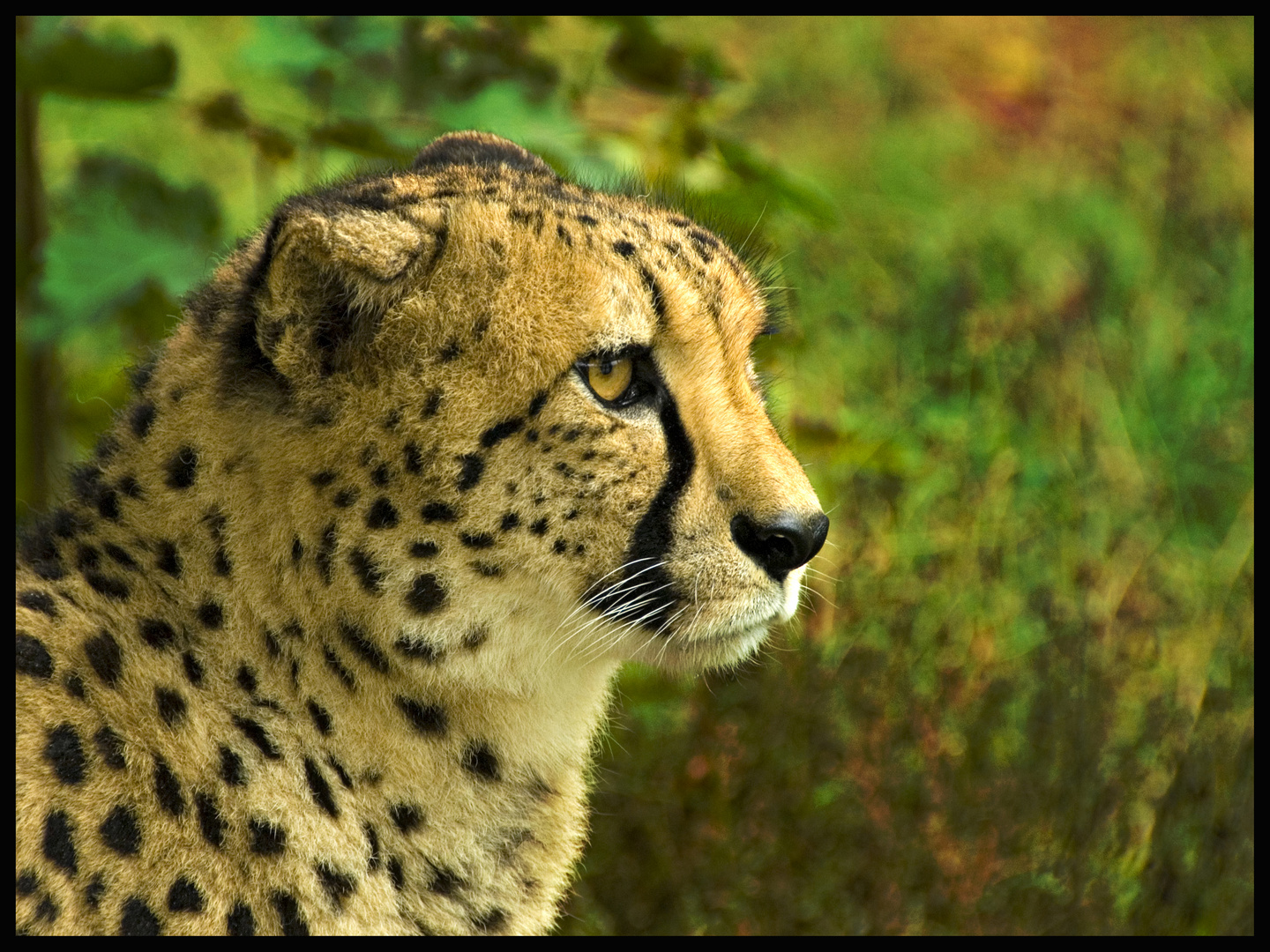 Gepard