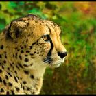 Gepard