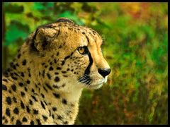 Gepard