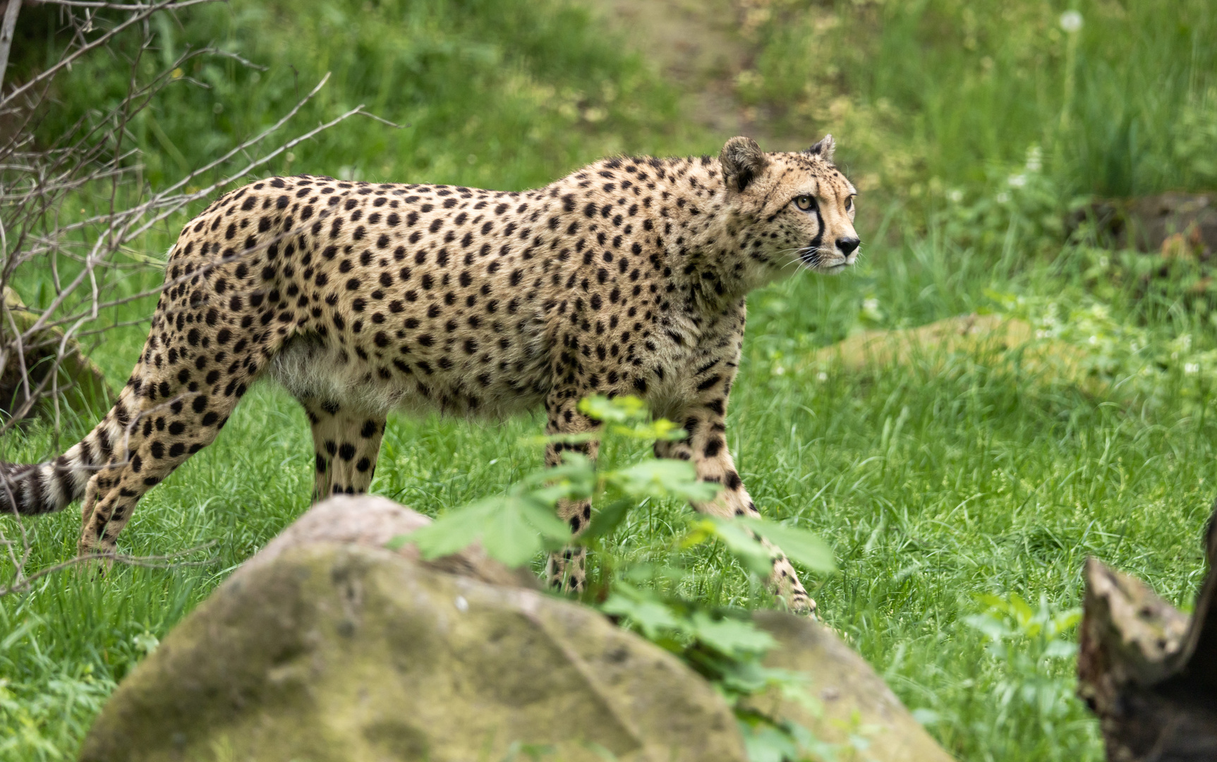 Gepard