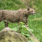 Gepard