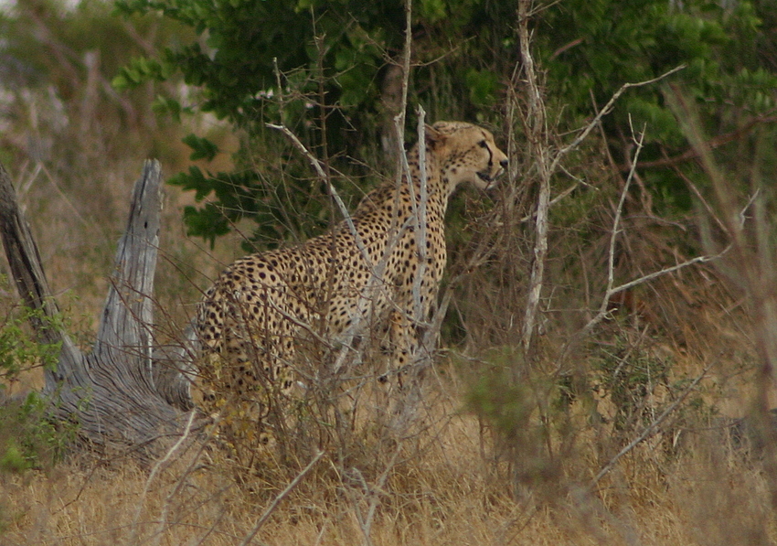 Gepard