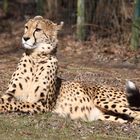 Gepard