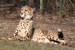 Gepard