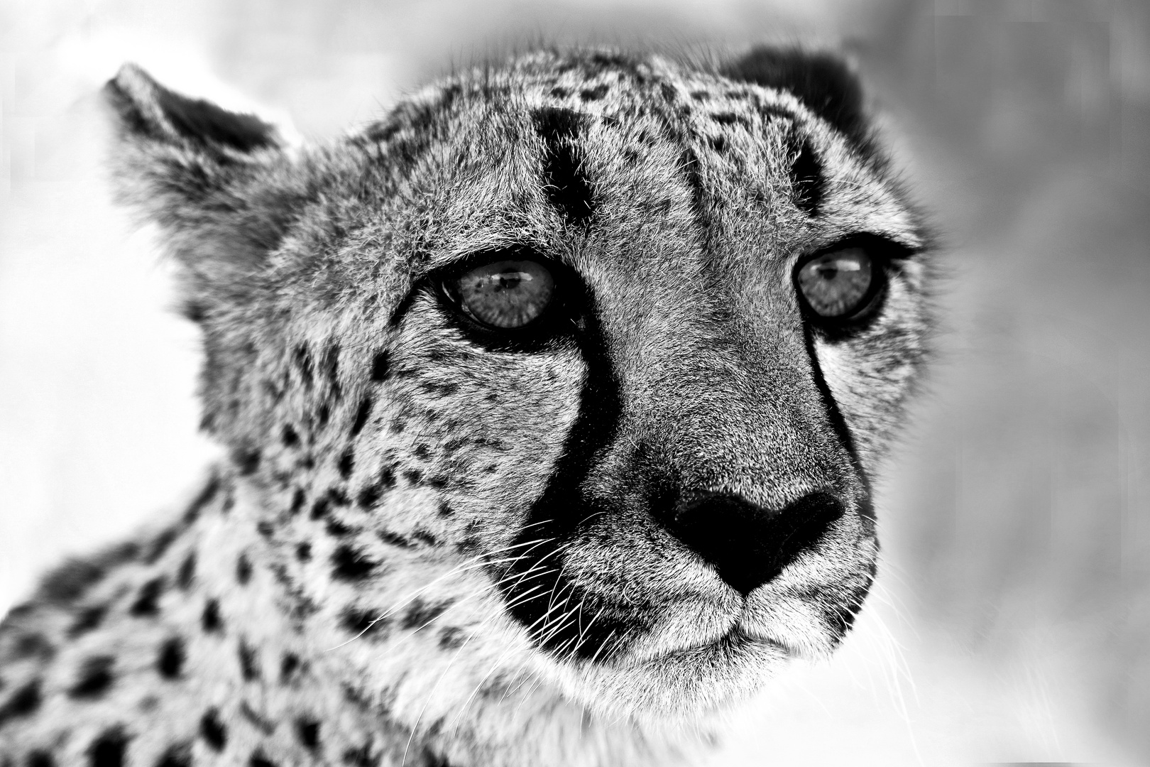 Gepard