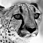 Gepard