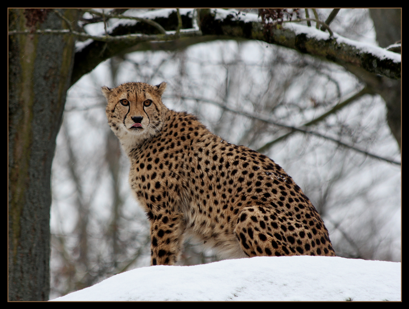 Gepard