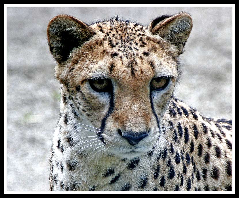 Gepard