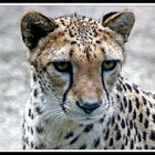 Gepard