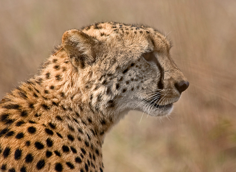 Gepard