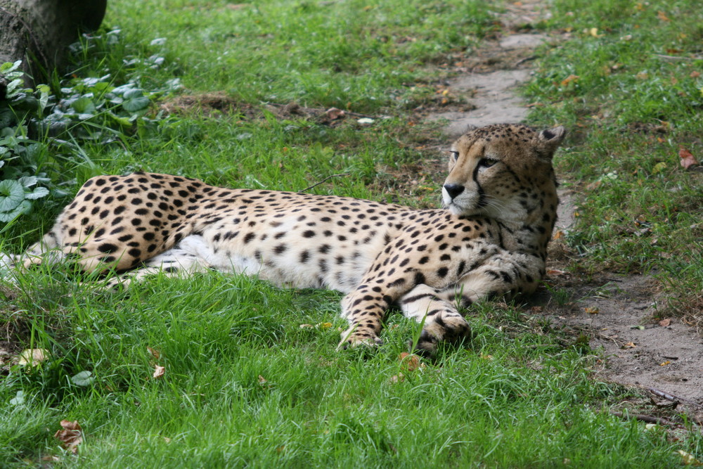 Gepard