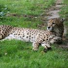 Gepard