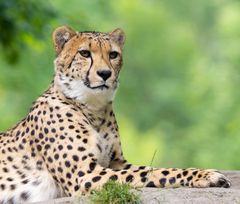 Gepard