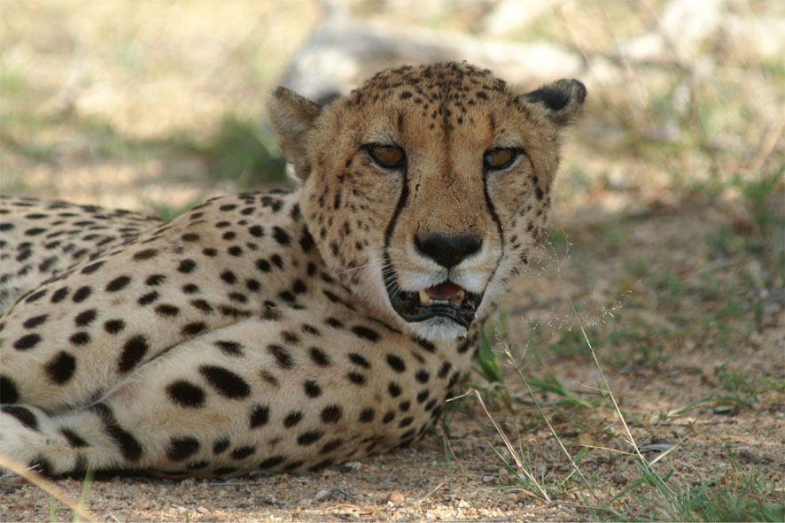 Gepard