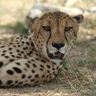 Gepard