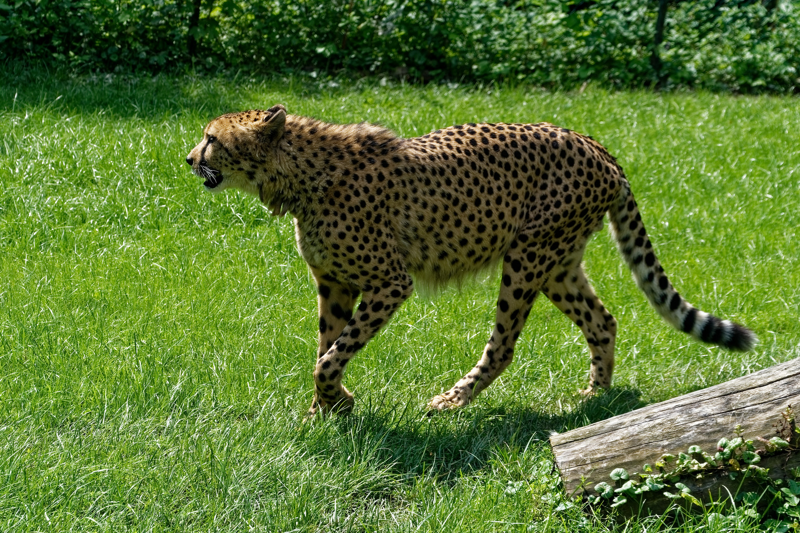 Gepard