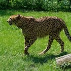 Gepard