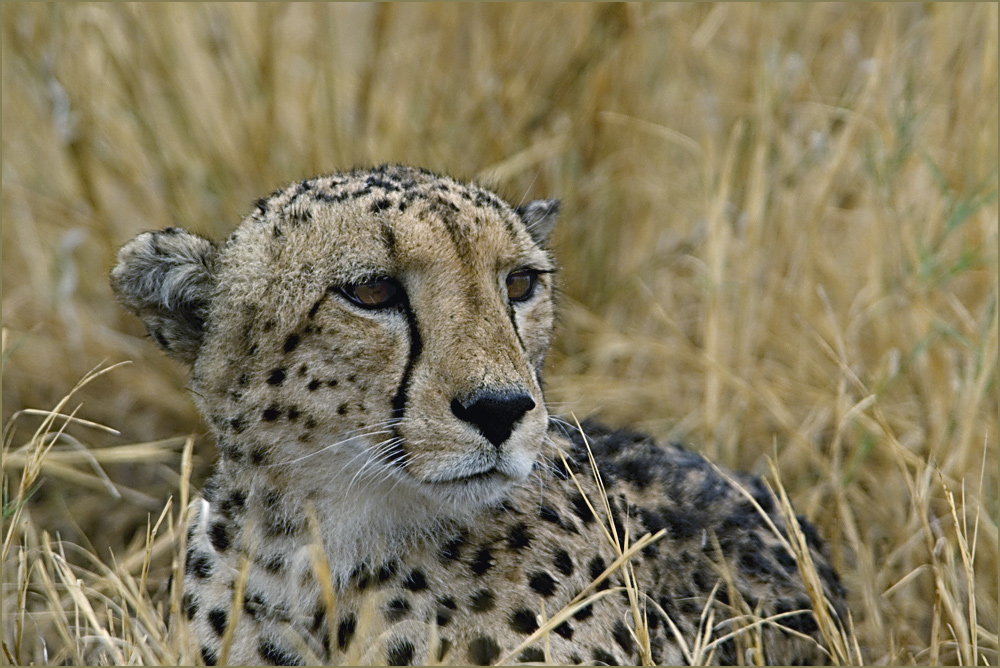 gepard