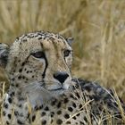 gepard