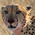 Gepard