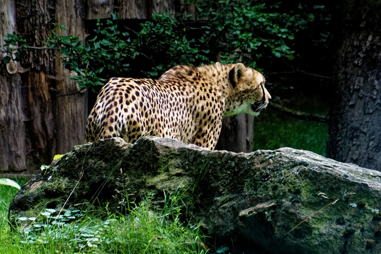 Gepard