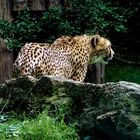 Gepard