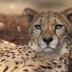 Gepard