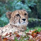 Gepard