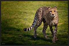 Gepard