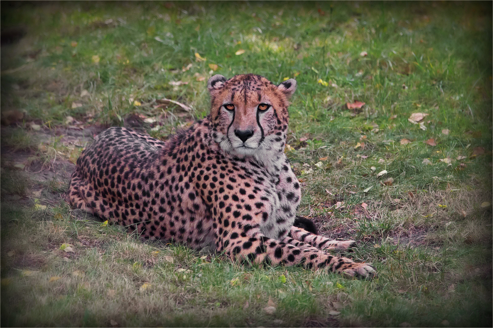 Gepard 