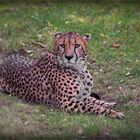 Gepard 