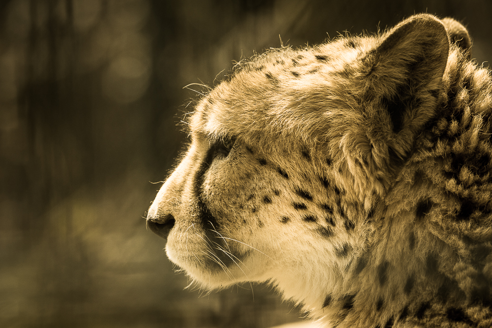 Gepard