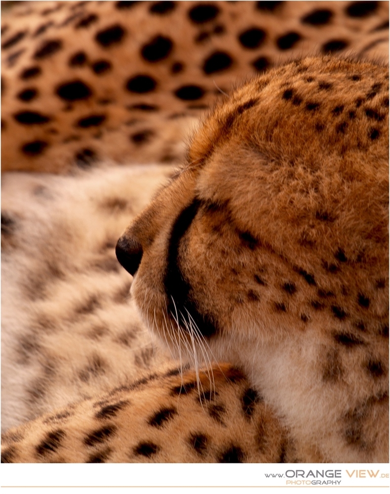 Gepard