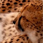 Gepard