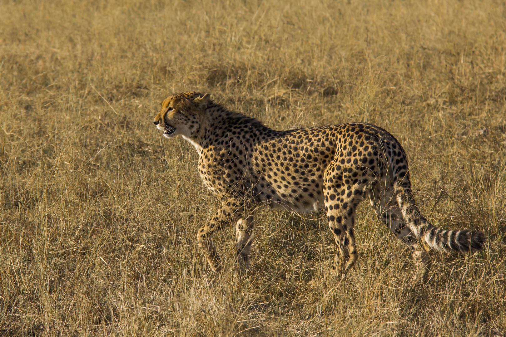 Gepard